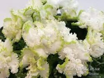 НД-Сюрприз - ACHIZITII MAI 2022