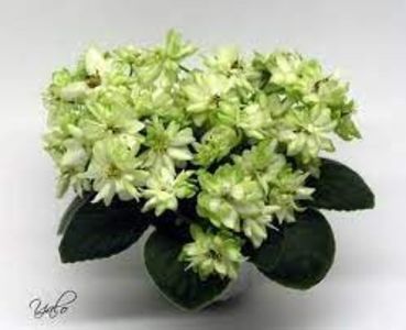 Н-Снежный Георгин - ACHIZITII MAI 2022