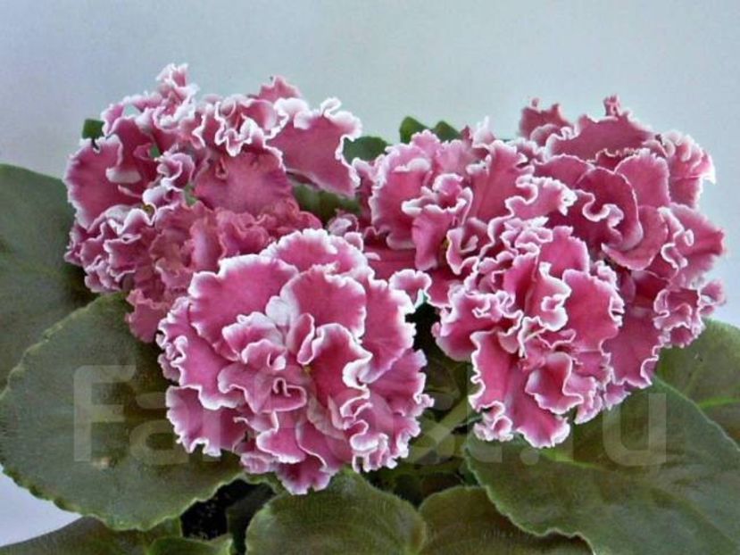 ПТ-Елизавета - ACHIZITII MAI 2022