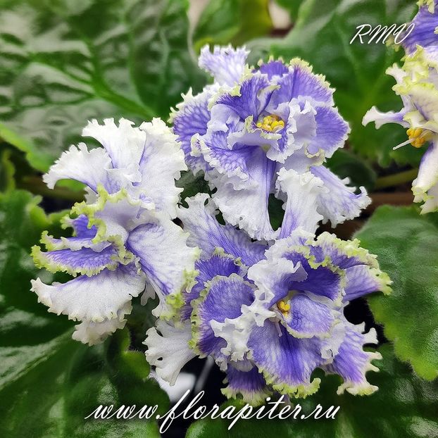 РМ-Иллирия - ACHIZITII MAI 2022