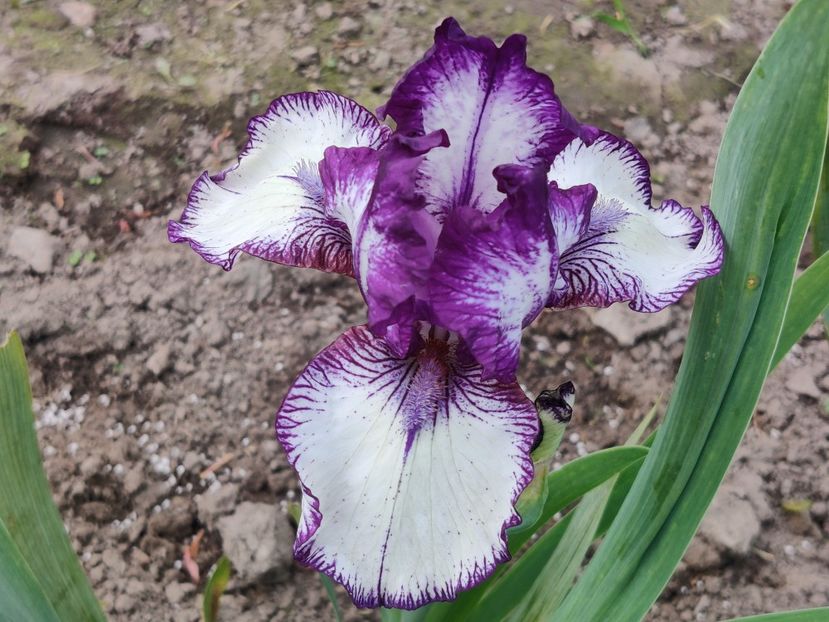 Rare edition IB - Iriși medii și inalti1