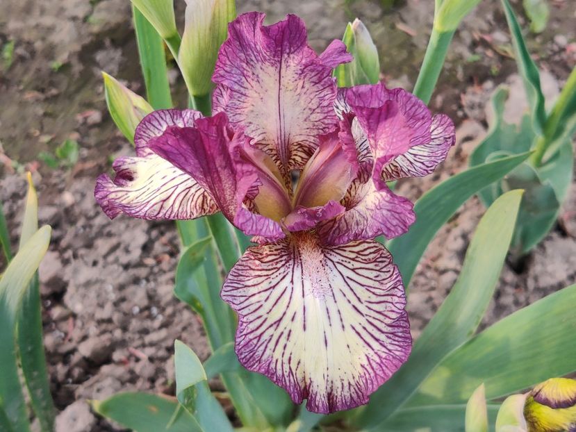 IB Gnu rayz - Irisi medii si inalti