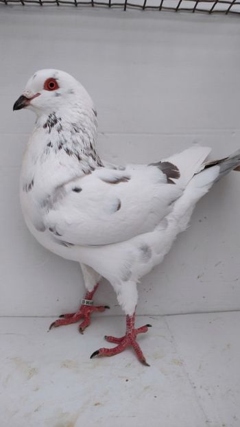 M 2021 vandut - De vanzare kingi