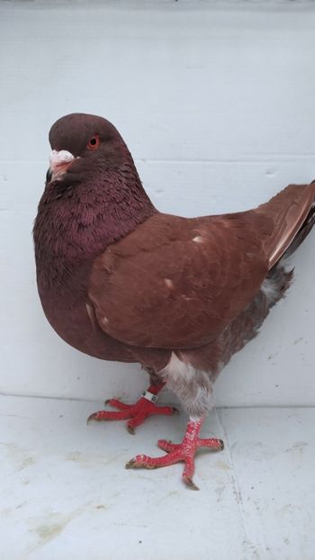 M 2021 vandut - De vanzare kingi