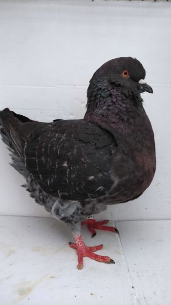 F 2021 vanduta - De vanzare kingi