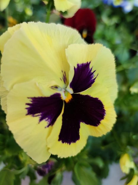 Panseluta galbena - 0 0 2022