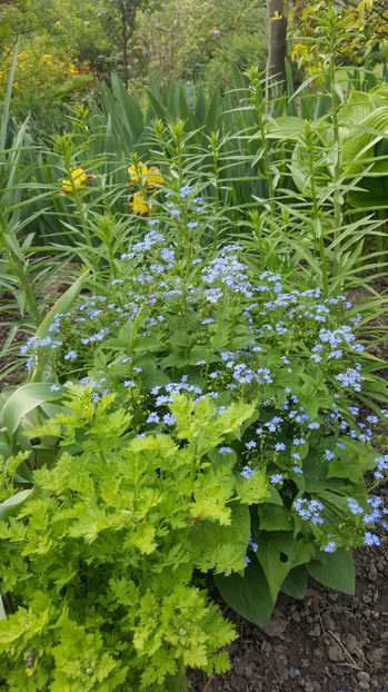 brunnera(myosotis) -nu mă uita peren - Gradina si terasa PrimaLuce_9-Hello 2022