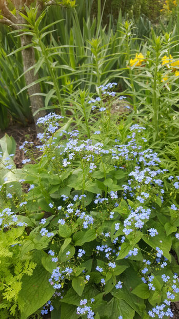 brunnera(myosotis) -nu mă uita peren - Gradina si terasa PrimaLuce_9-Hello 2022