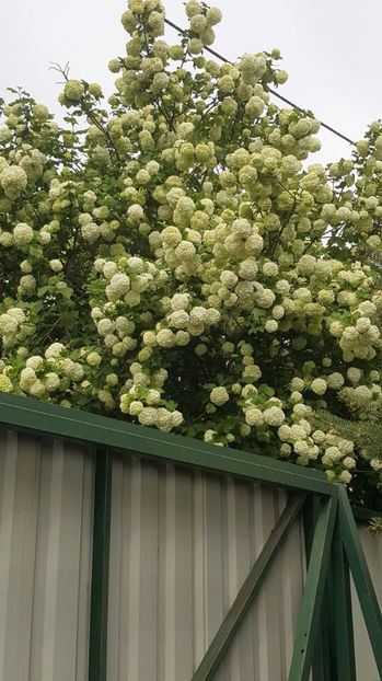 viburnum opulus(călin) - Gradina si terasa PrimaLuce_9-Hello 2022