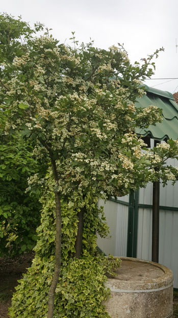 Crataegus monogyna(păducel) - Gradina si terasa PrimaLuce_9-Hello 2022