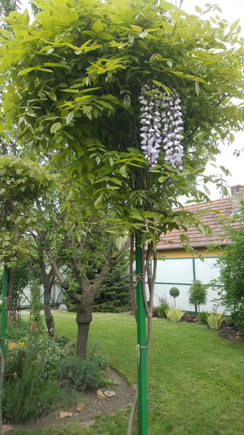 wisteria floribunda - Gradina si terasa PrimaLuce_9-Hello 2022