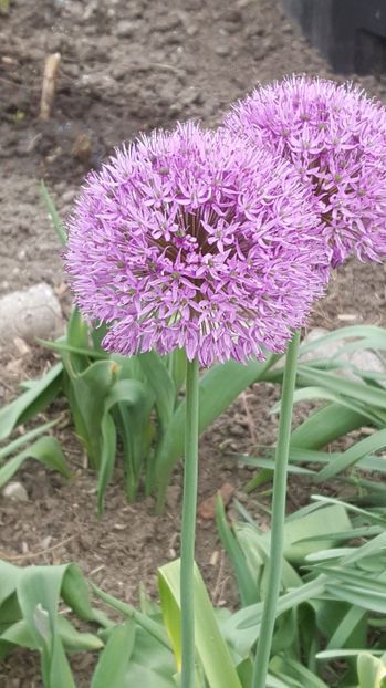 allium gladiator - Gradina si terasa PrimaLuce_9-Hello 2022