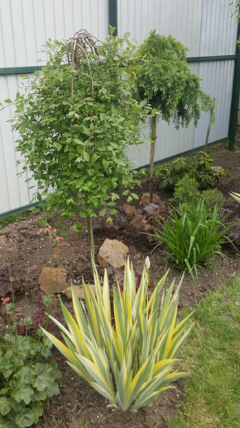 salix caprea pendula - Gradina si terasa PrimaLuce_9-Hello 2022