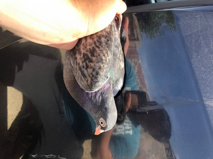 402/21 - 5- lot zbor 2022