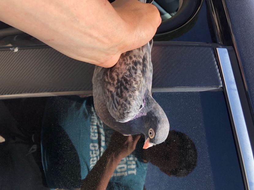 40721 - 5- lot zbor 2022