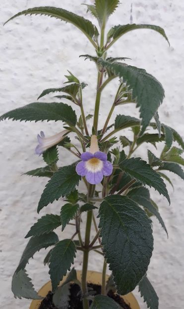 2022 - 0001 2022 - MM s Blue Moon