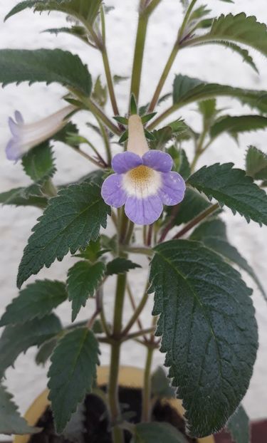  - 0001 2022 - MM s Blue Moon