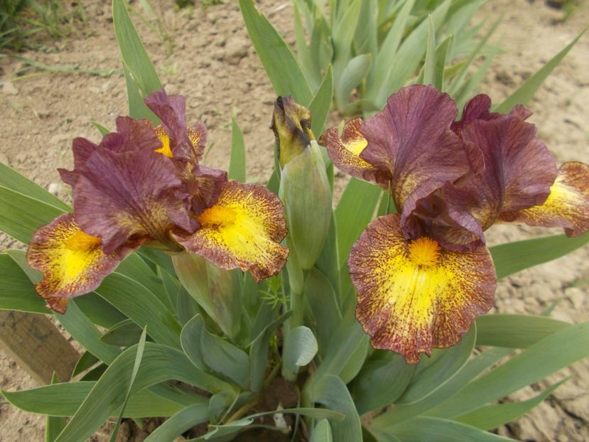 FIRESTORM - IRISI PITICI DISPONIBILI 2022