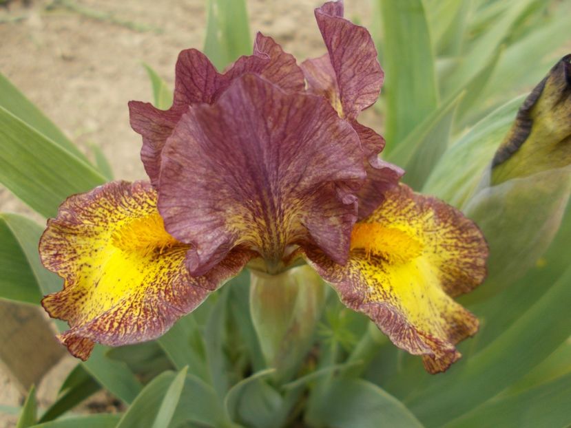 DISPONIBIL 1 BUC - IRISI PITICI DISPONIBILI 2022