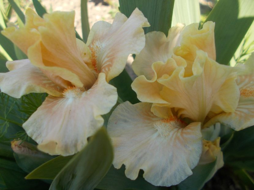 REZERVAT - IRISI PITICI DISPONIBILI 2022