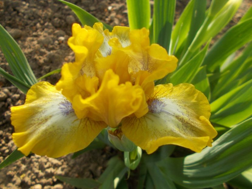 LOCAL HERO - IRISI PITICI DISPONIBILI 2022