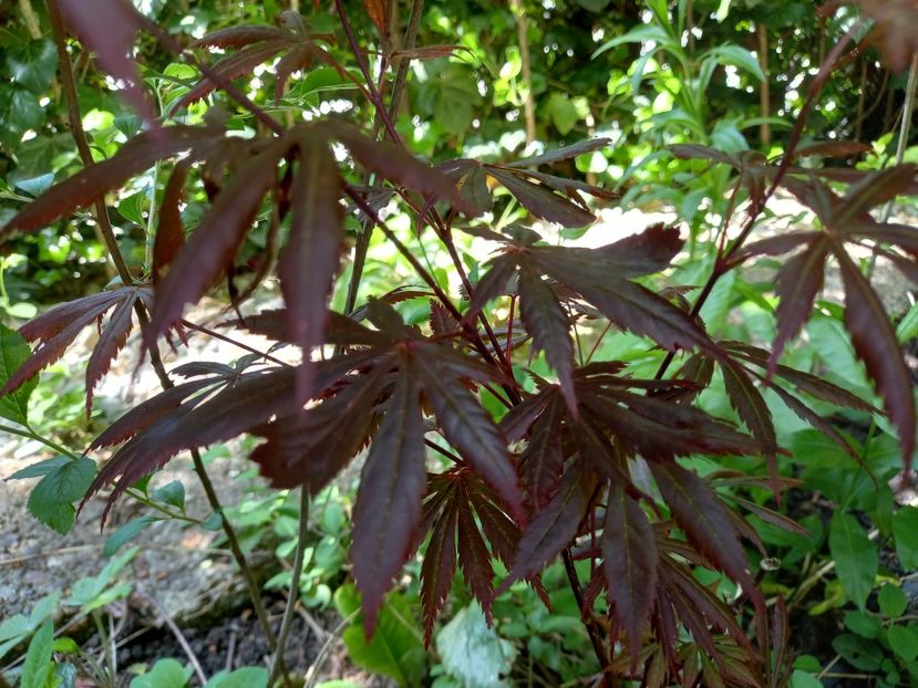 Acer palmatum "Trompenburg" - Grădina 2022