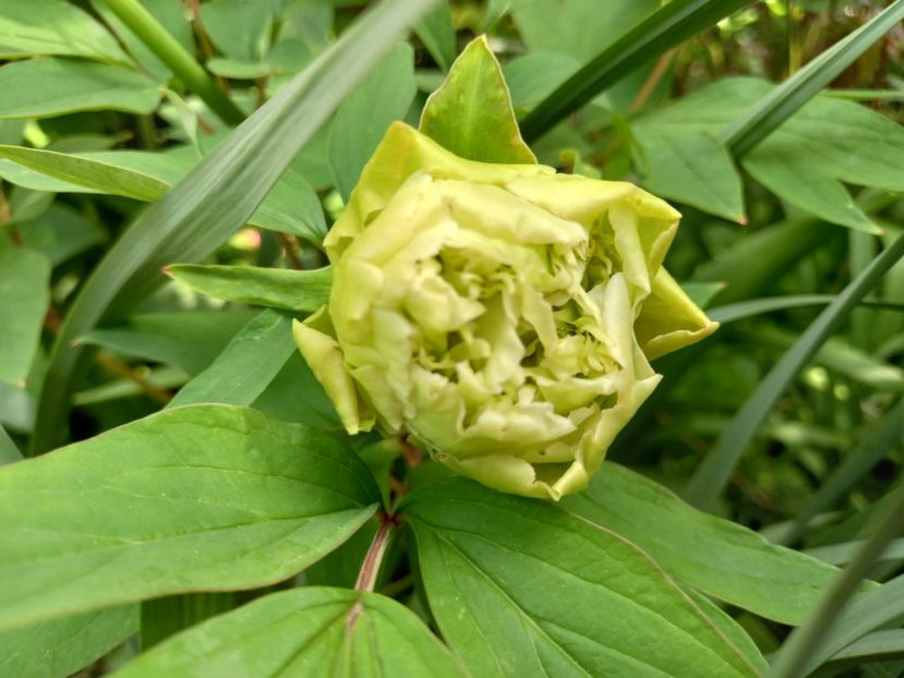 Chun Liu, arbustiv - Grădina 2022