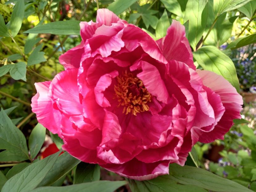 Dao Jin,  arbustiv - Grădina 2022