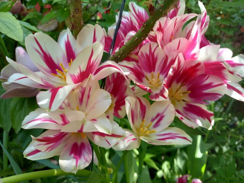 Multiflowerd "Candy Club" - Grădina 2022