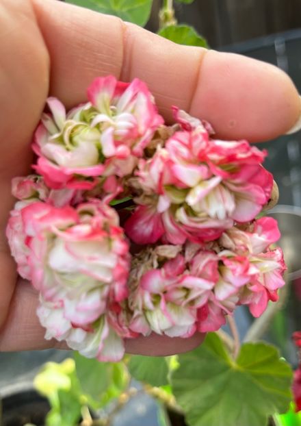 4026DE7C-21C1-4453-BDA5-C435393D735C - Muscate 2021 22