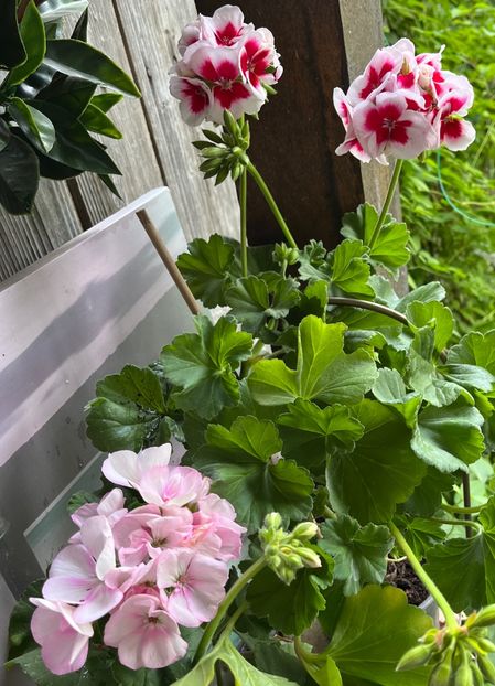 FA146B4F-55FE-4623-992A-24D9040F01B5 - Muscate 2021 22