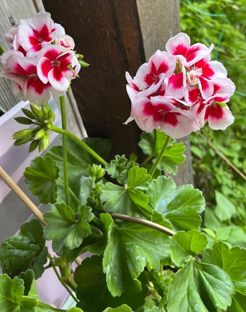 36C81290-D4F1-45BE-9501-88793923DDD2 - Muscate 2021 22