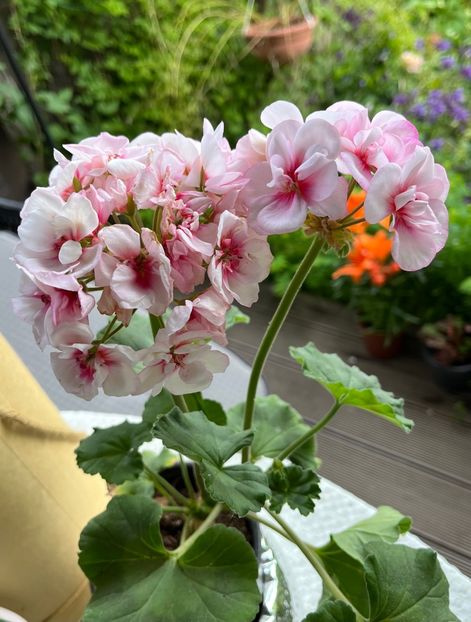 1B790280-969B-47F5-8C92-08AA723D7CC6 - Muscate 2021 22