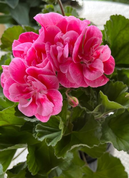 61BF177F-F25F-4FB6-9BF6-680AFB59D1FC - Muscate 2021 22