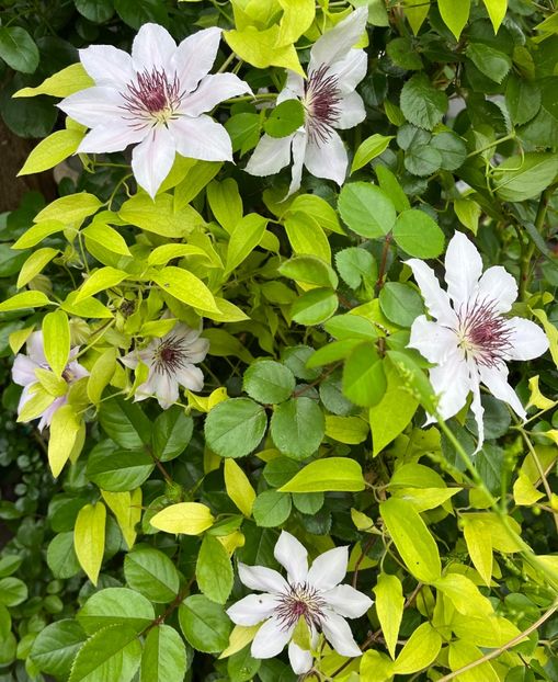 A8DABDDC-F022-4B17-A67A-11150F58F2C1 - Clematite 2020-2023