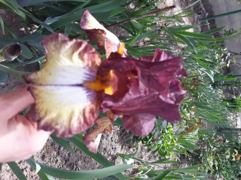 Burgundy brown - Irisi 2022