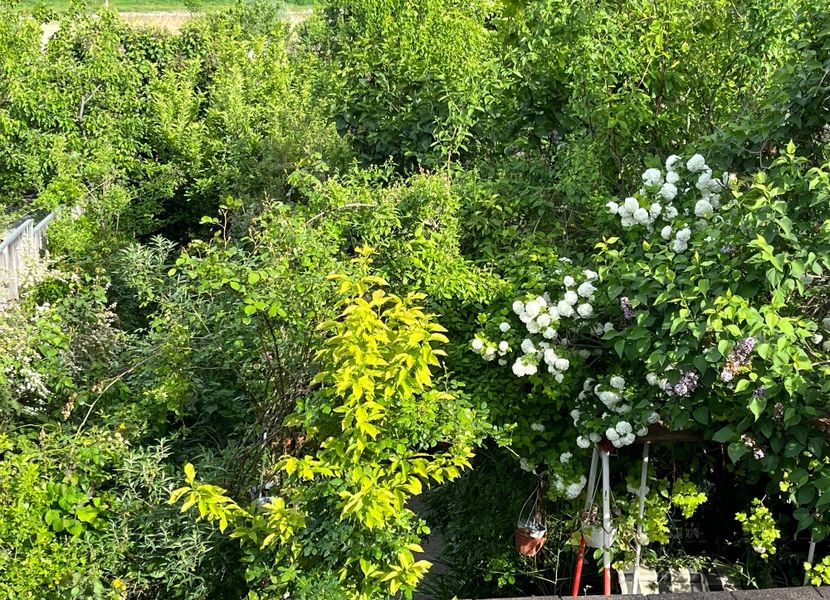 C124EF39-F16B-4B40-87C9-600842713592 - Arbuști 2021-2023