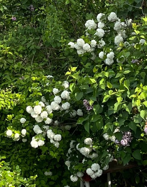 2A771F2F-9E17-4765-AEF9-ABF5AE063061 - Arbuști 2021-2023