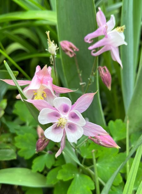 E9EBFDF4-428A-42FC-AE8C-9704B73AD353 - Caldaruse 2020-2023