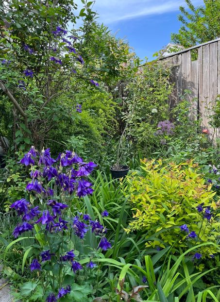 DFF74861-6323-4644-BBBA-2766D6D5188B - Caldaruse 2020-2023