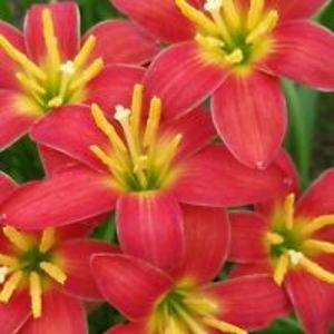 zephiranthes red devil lily sau red star rain lily - 0 Dorinte 2021-2022
