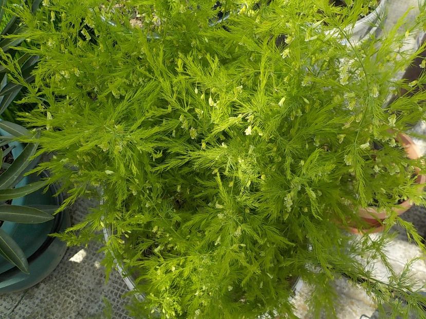  - asparagus de gradina