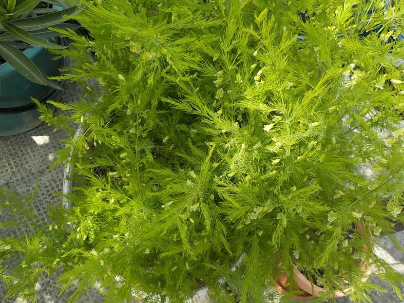  - asparagus de gradina