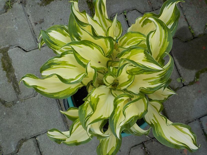  - hosta
