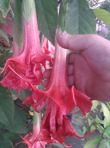 Poza preluata - 0 Burgmasia