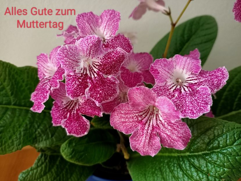 La mulți ani tuturor mămicilor ❤️ - Pt mame și nu numai