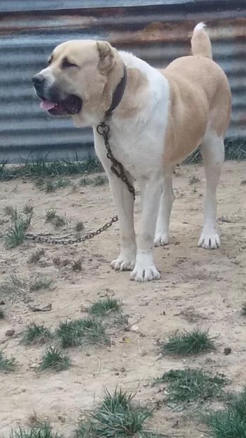 6CD5554D-9897-4D69-8FCC-5FEAB1650969 - O alta pasiune draga mie