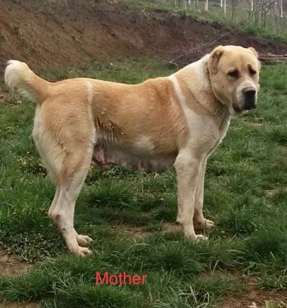 817D6CD5-9DE7-45C8-9E65-AD12836F5607 - O alta pasiune draga mie