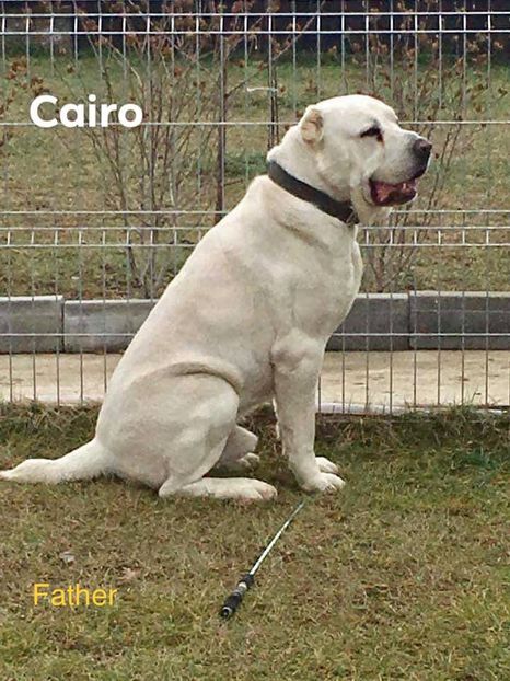 B96CEA53-DE24-48D8-ADEA-E5184C4A5B5F - O alta pasiune draga mie