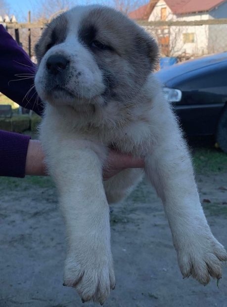 8166A4B7-E5E8-4756-B765-5EC358ECACB3 - O alta pasiune draga mie